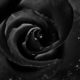 black rose rose box