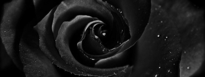 Black Rose Mystery - Black Roses Bouquet In A Box