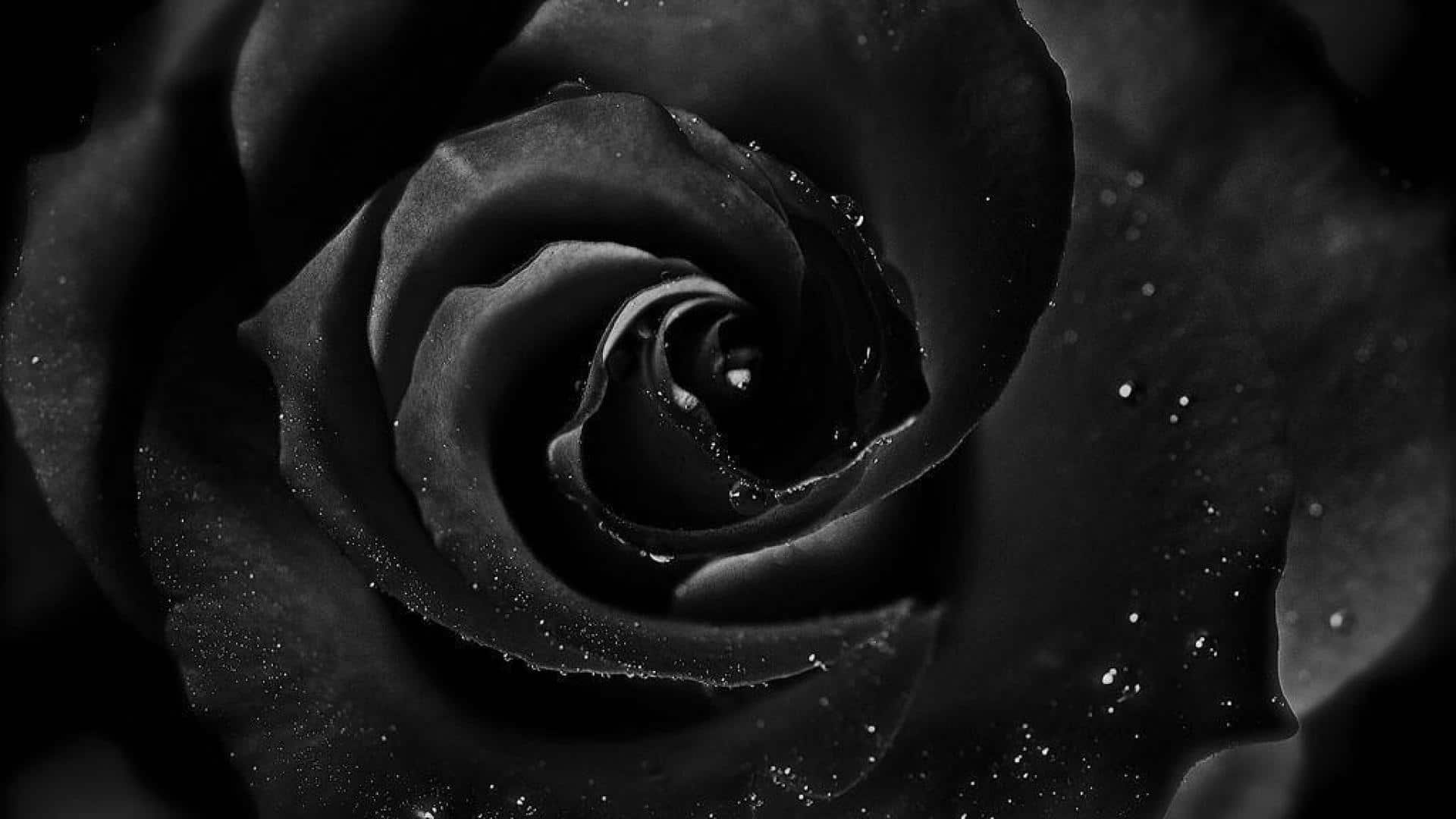 Ý nghĩa của hoa hồng đen  Bí ẩn quyến rũ và sang trọng