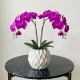 Purple Phalaenopsis Orchid Plant in Ceramic White Vase - Beverly Hills Roses