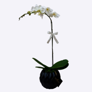 White Orchid in Black Vase
