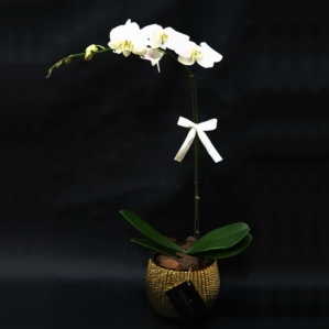 White Orchid in Gold Vase