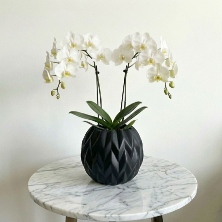 White Phalaenopsis Orchid Plant in Ceramic Black Vase - Beverly Hills Roses