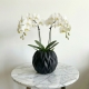 White Phalaenopsis Orchid Plant in Ceramic Black Vase - Beverly Hills Roses