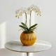 White Phalaenopsis Orchid Plant in Gold Vase from Beverly Hills Roses