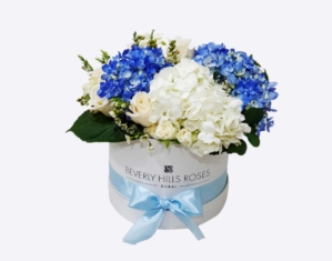 Blue Hydrangea & white Hydrangea in box