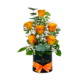 Orange Roses Petite Box 1
