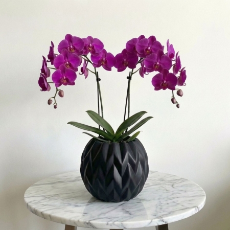 Purple Phalaenopsis Orchid Plant in Black Vase - Beverly Hills Roses