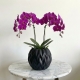Purple Phalaenopsis Orchid Plant in Black Vase - Beverly Hills Roses