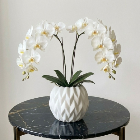 White Phalaenopsis Orchid Plant in White Vase from Beverly Hills Roses